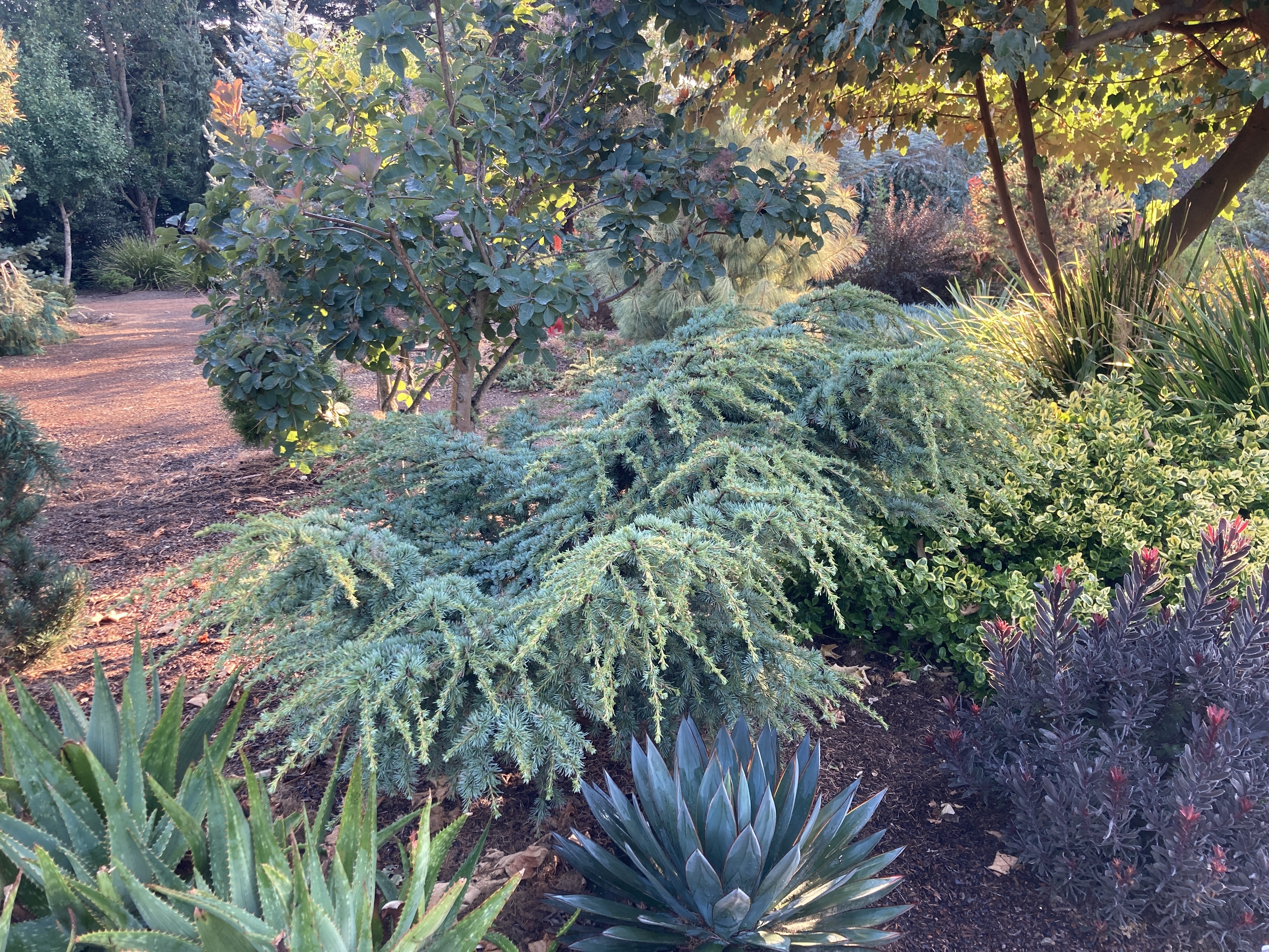 Cedrus atlantica 