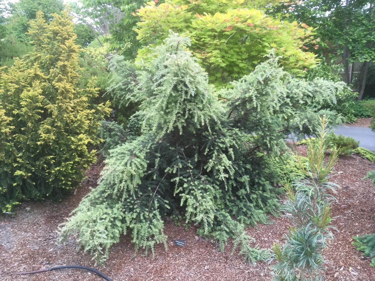 Podocarpus lawrencei 
