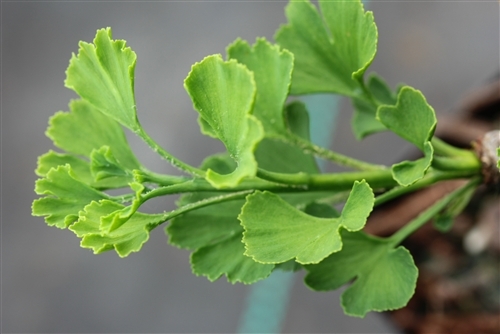 Ginkgo biloba 