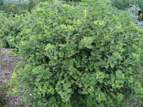 Ginkgo biloba 