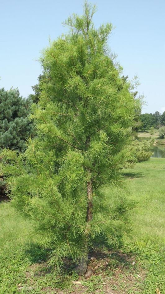 Taxodium ascendens 