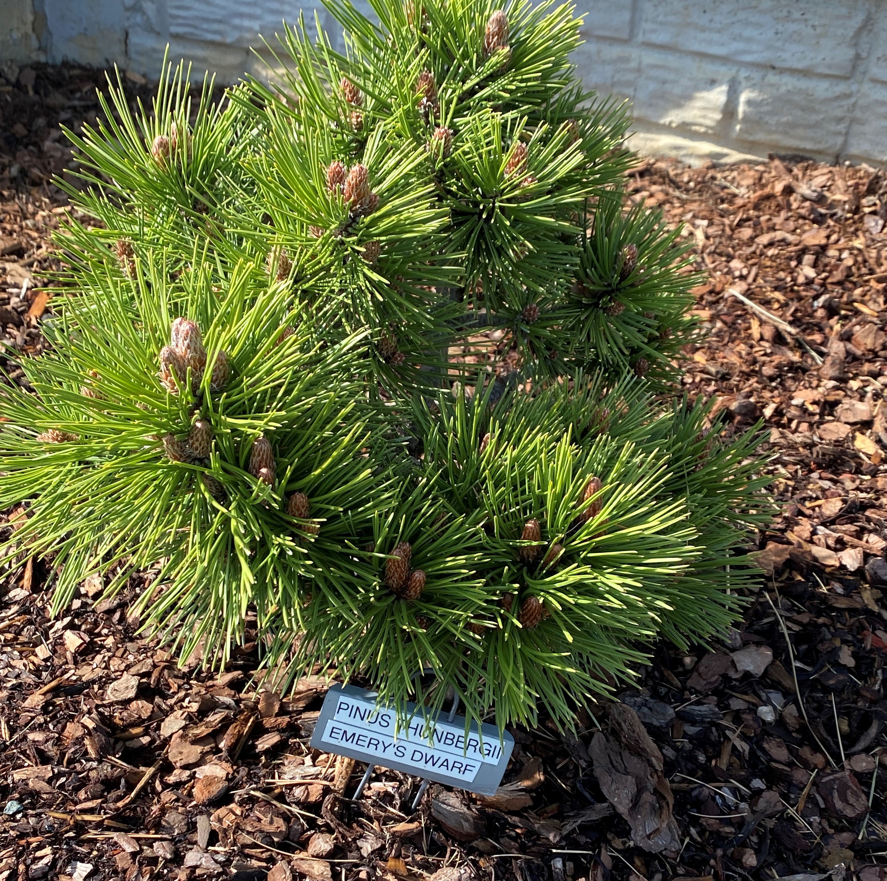 Pinus thunbergii 
