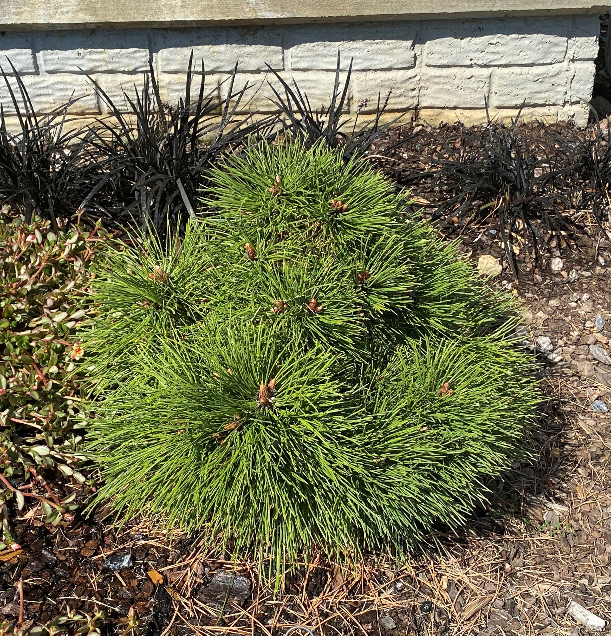 Pinus thunbergii 