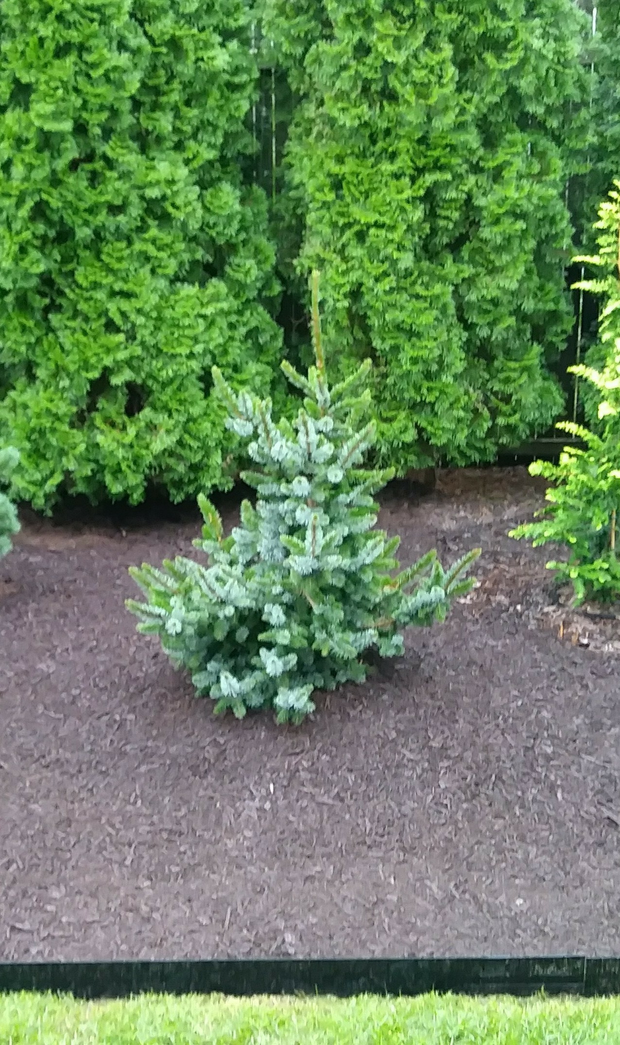 Picea omorika 