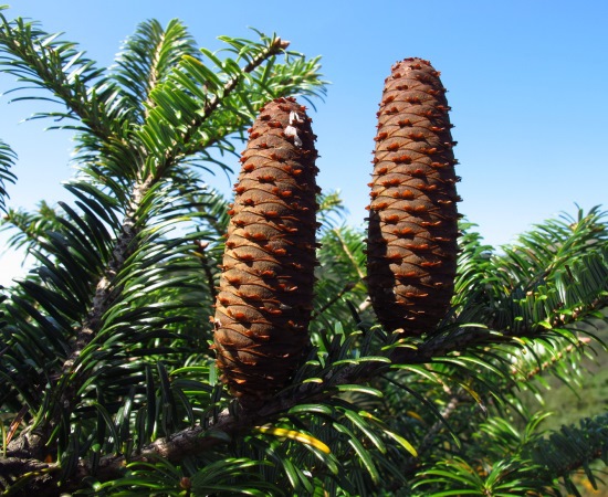 Abies ziyuanensis