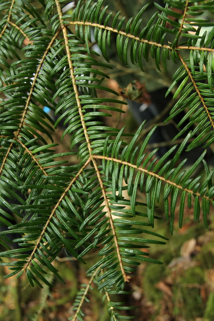 Abies ziyuanensis