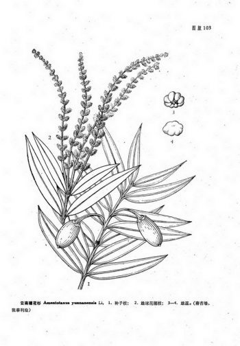 Amentotaxus yunnanensis