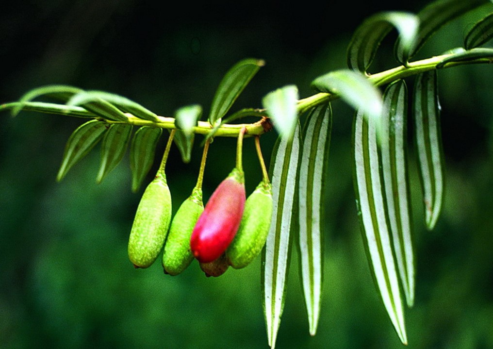 Amentotaxus yunnanensis