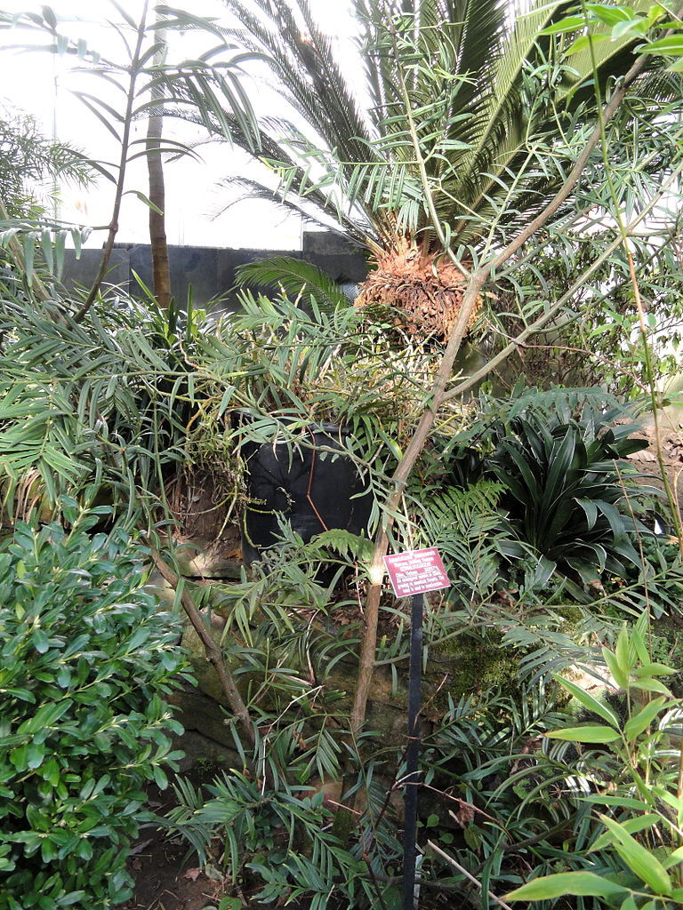 Amentotaxus yunnanensis
