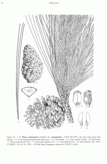 Pinus yunnanensis