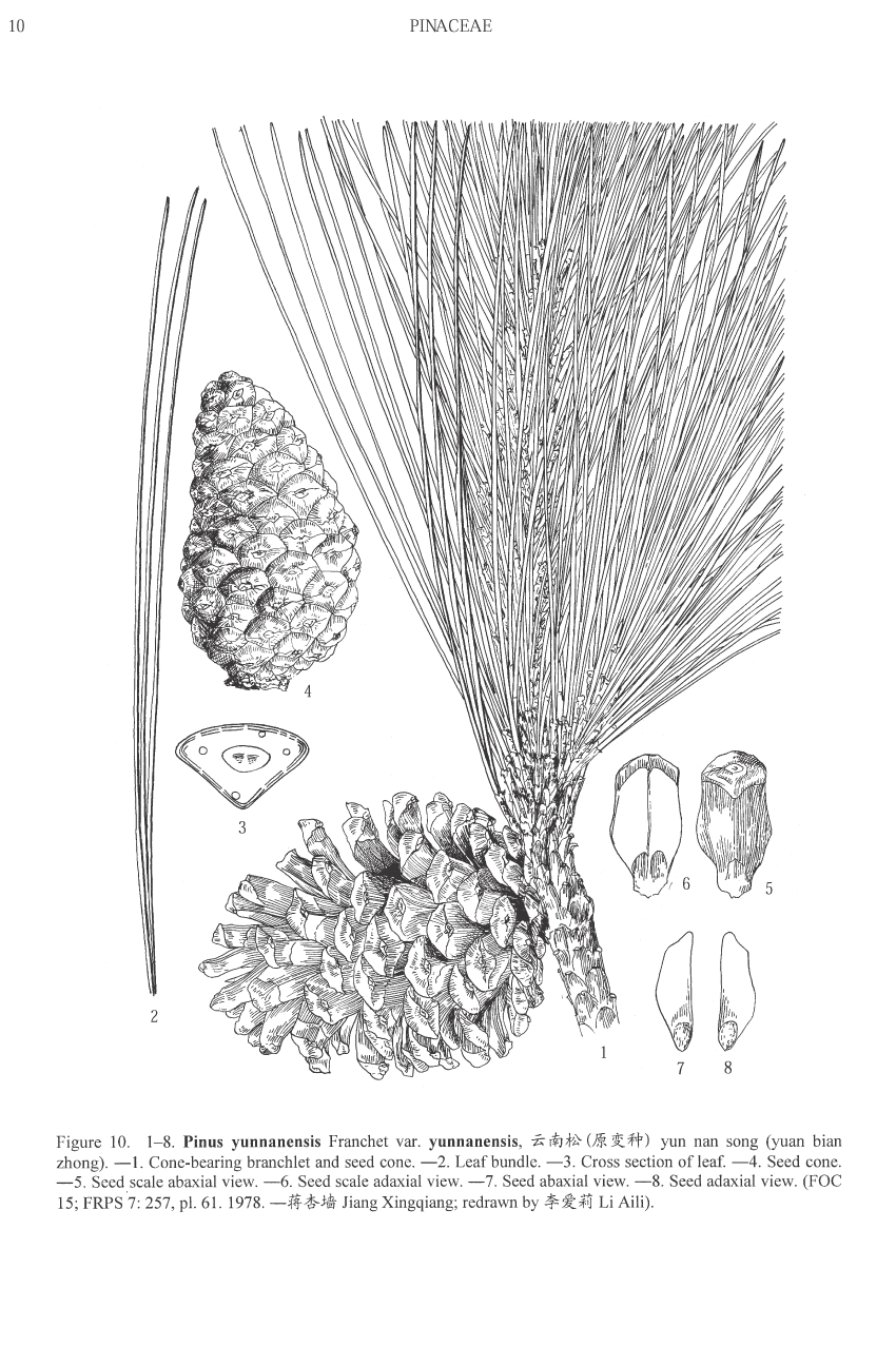 Pinus yunnanensis
