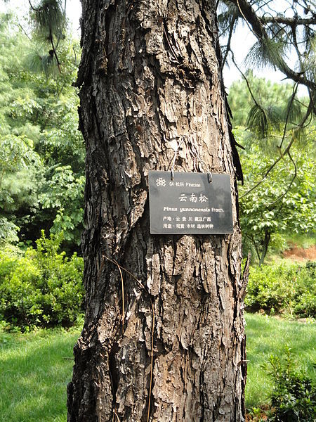 Pinus yunnanensis