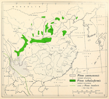 Pinus yunnanensis