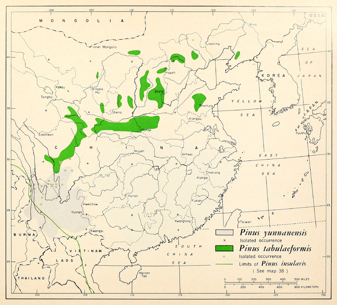Pinus yunnanensis