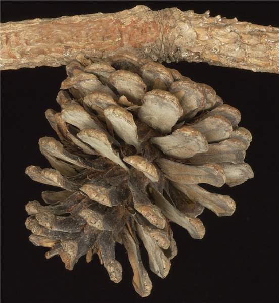 Pinus yunnanensis