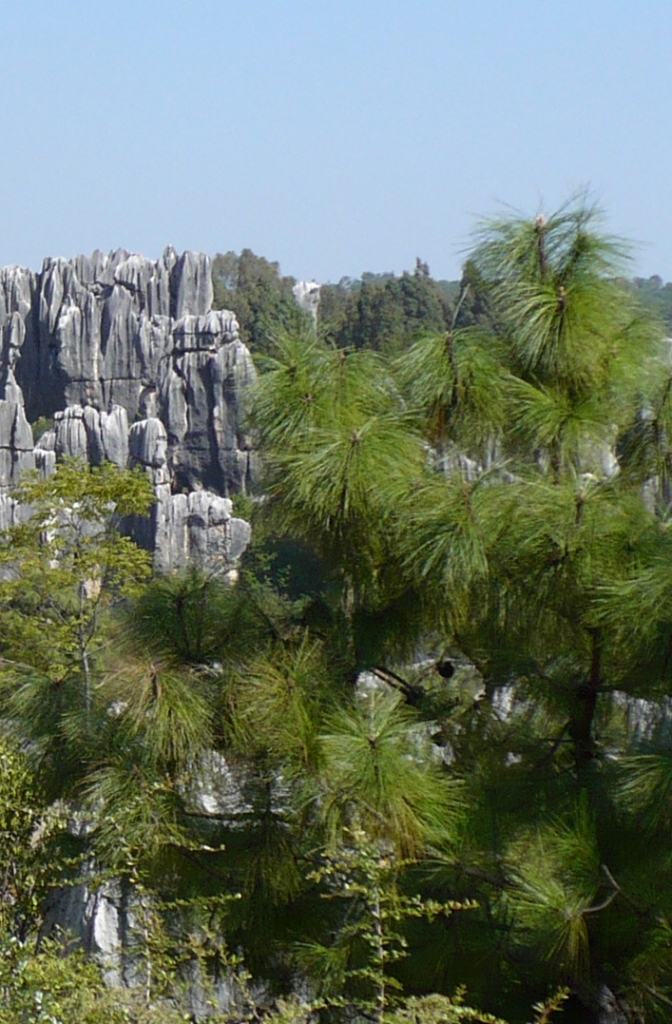 Pinus yunnanensis