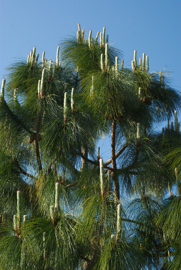 Pinus yunnanensis
