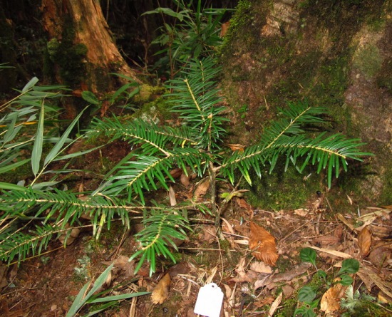 Abies yuanbaoshanensis