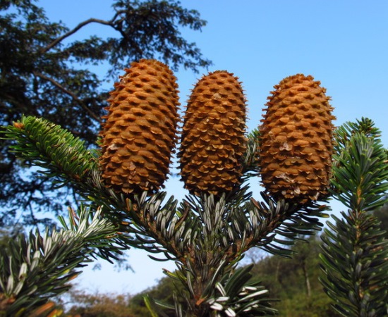 Abies yuanbaoshanensis
