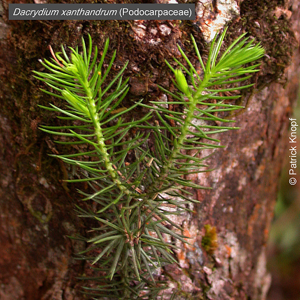 Dacrydium xanthandrum