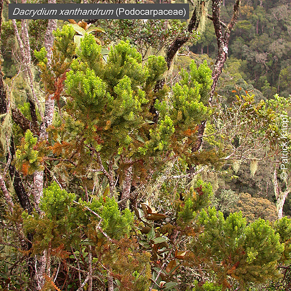 Dacrydium xanthandrum