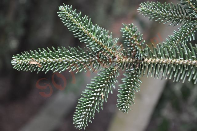 Abies x vilmorinii
