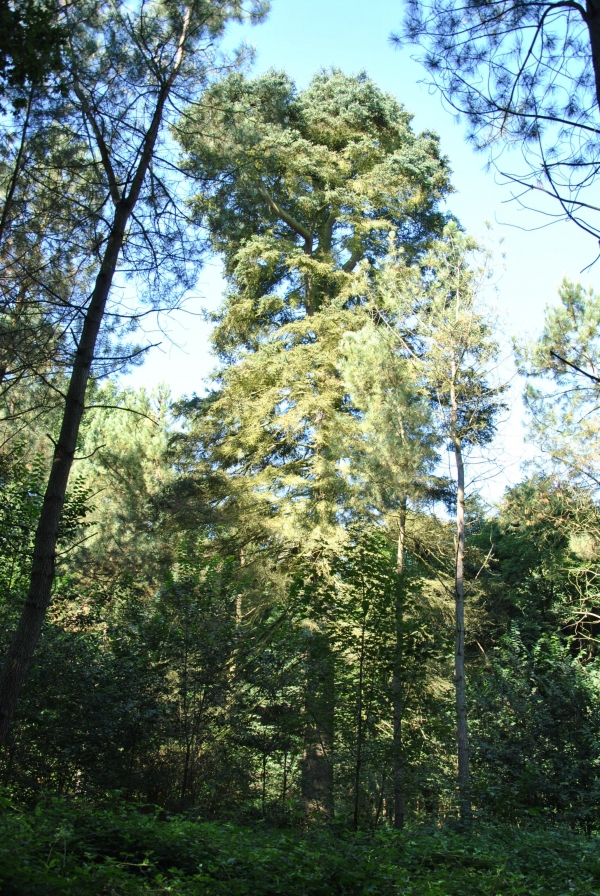 Abies x vilmorinii