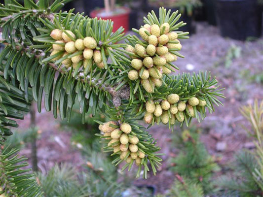 Abies x vasconcellosiana