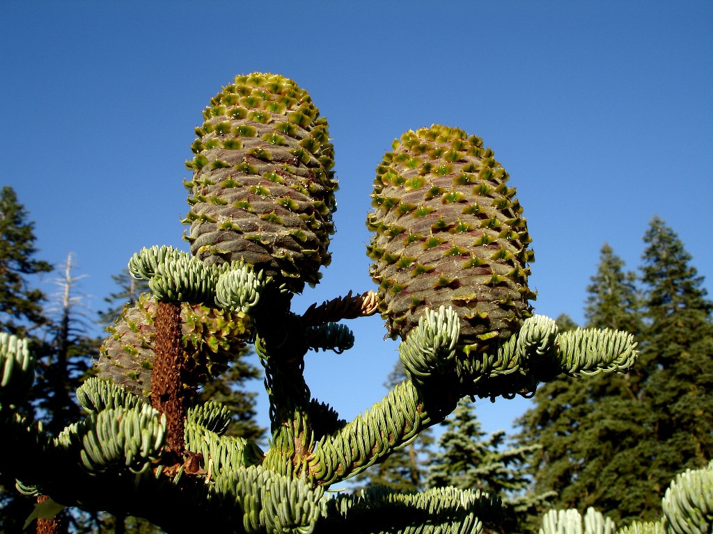 Abies x shastensis