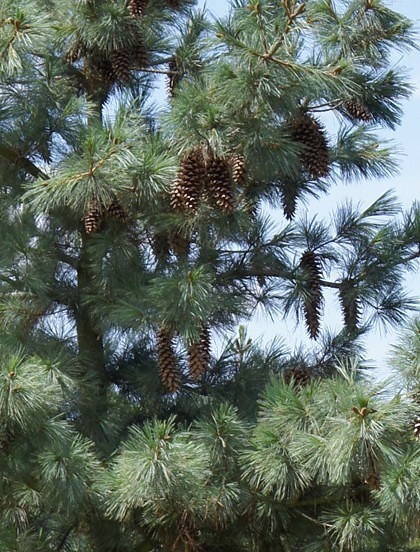 Pinus × schwerinii