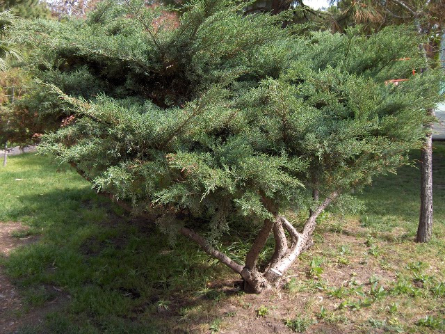 Juniperus × pfitzeriana