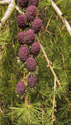 Larix × pendula