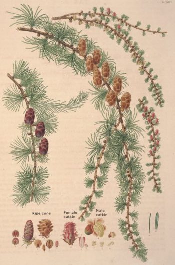 Larix × pendula
