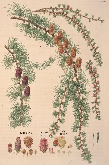 Larix × pendula
