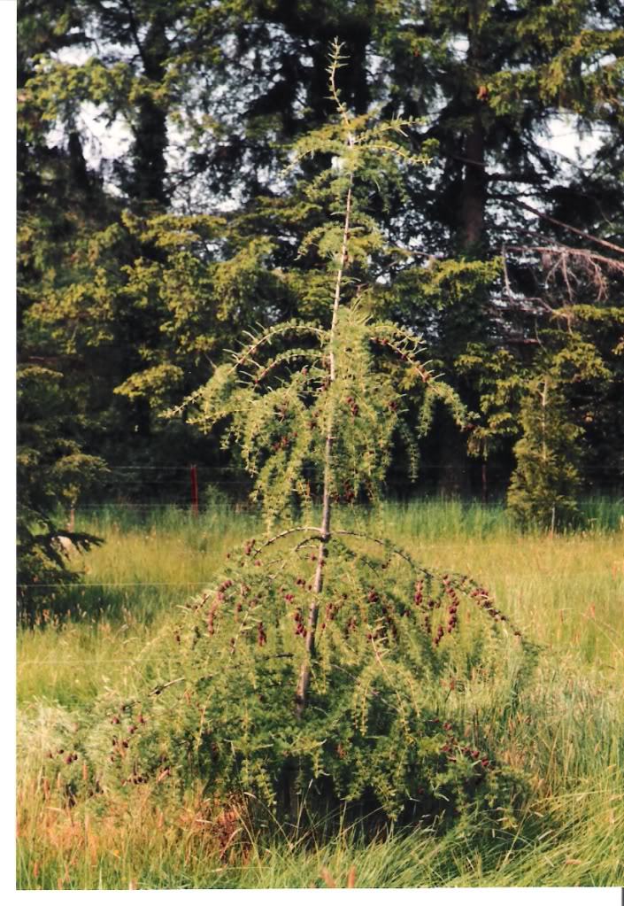 Larix × pendula