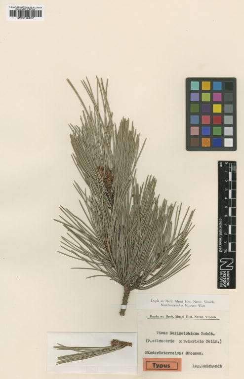 Pinus × neilreichiana