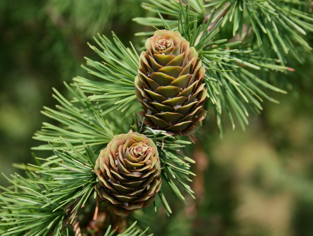 Larix × marschlinsii