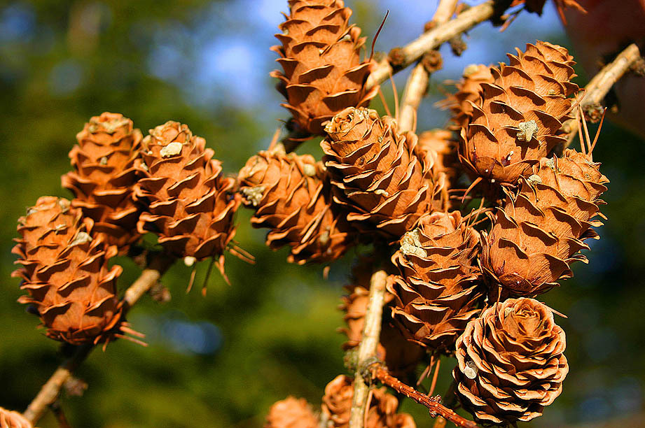Larix × marschlinsii