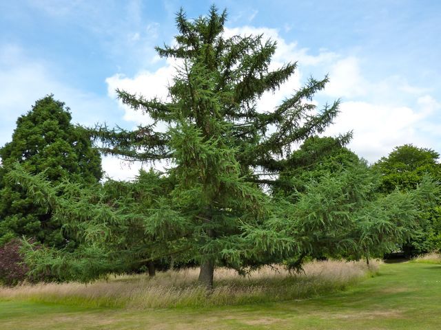 Larix × marschlinsii