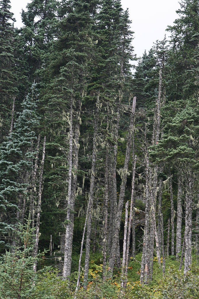 Picea × lutzii