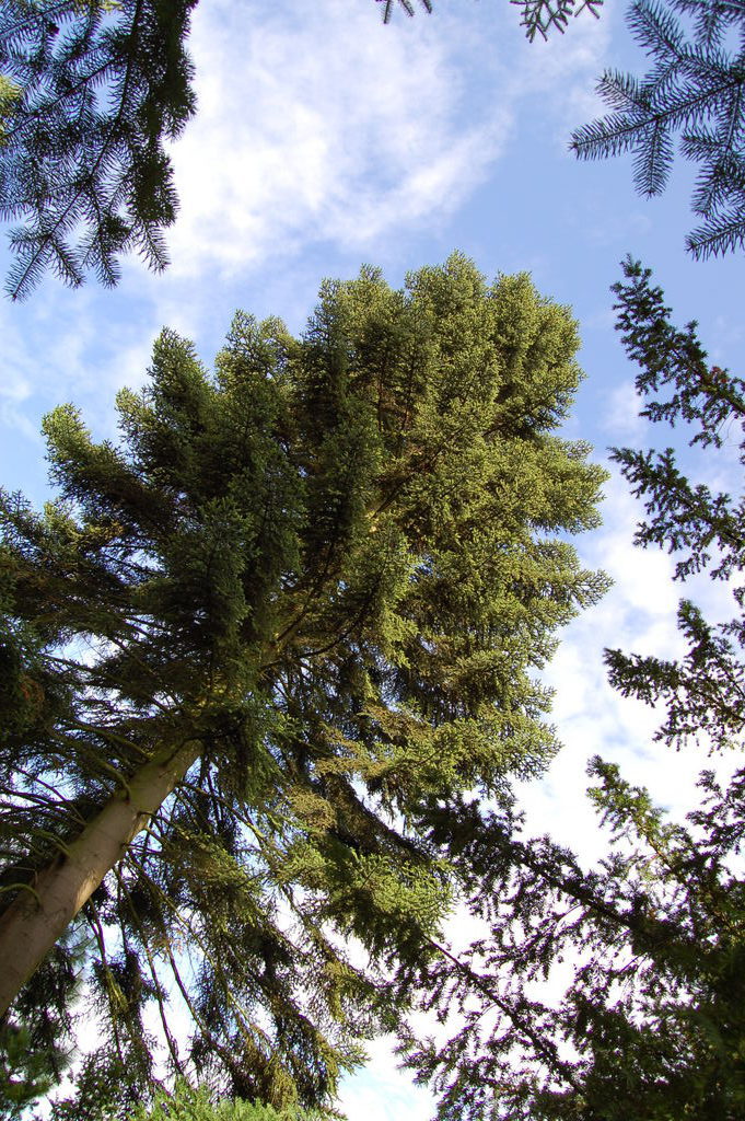 Abies x insignis