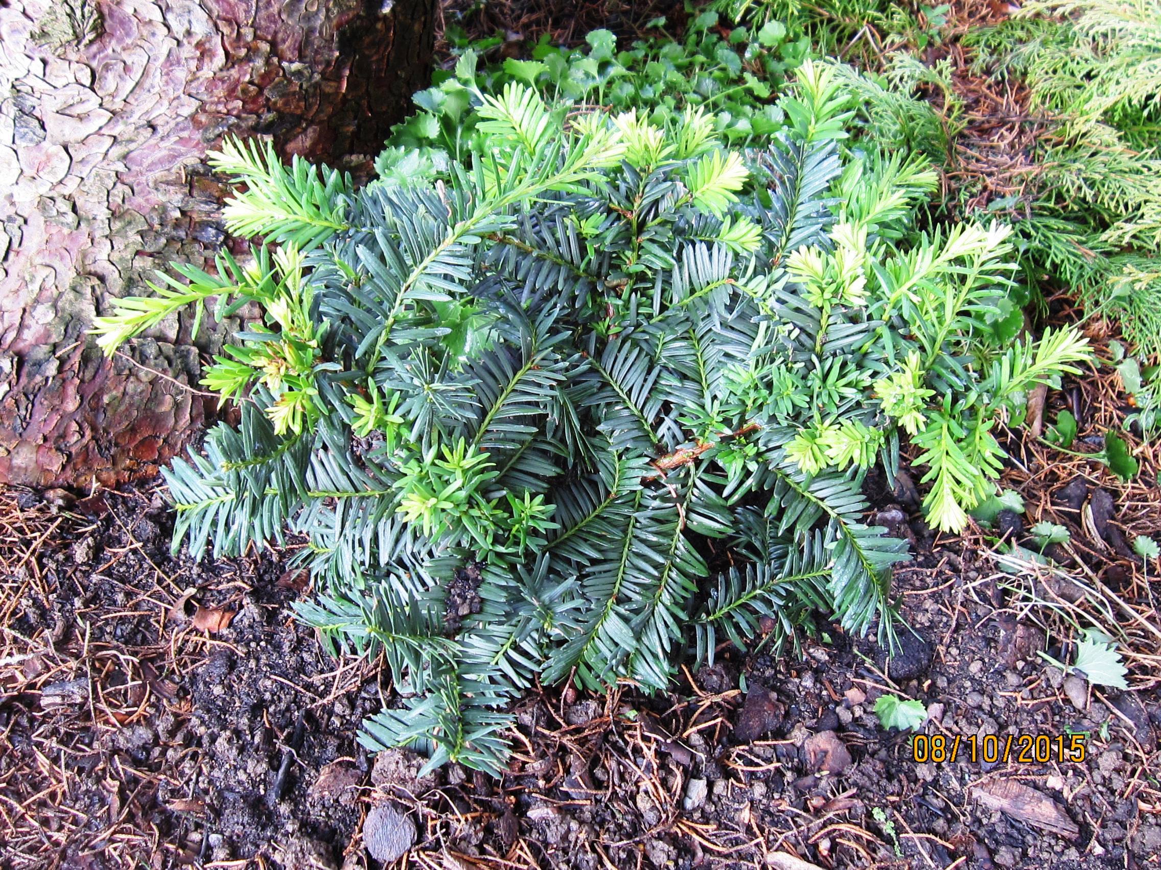 Taxus × hunnewelliana