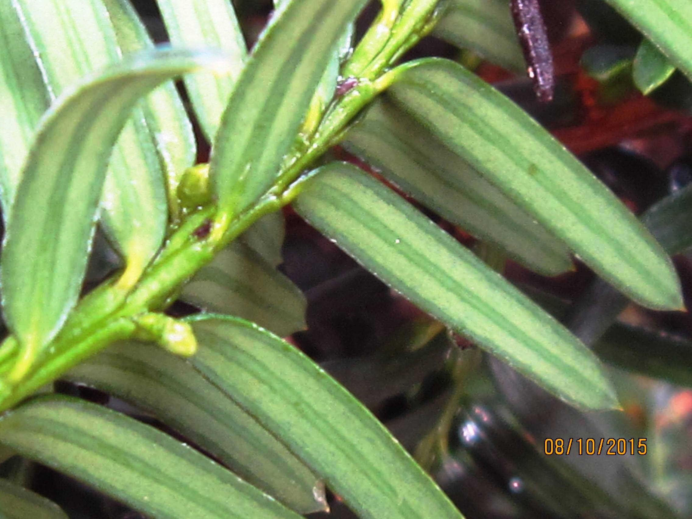Taxus × hunnewelliana
