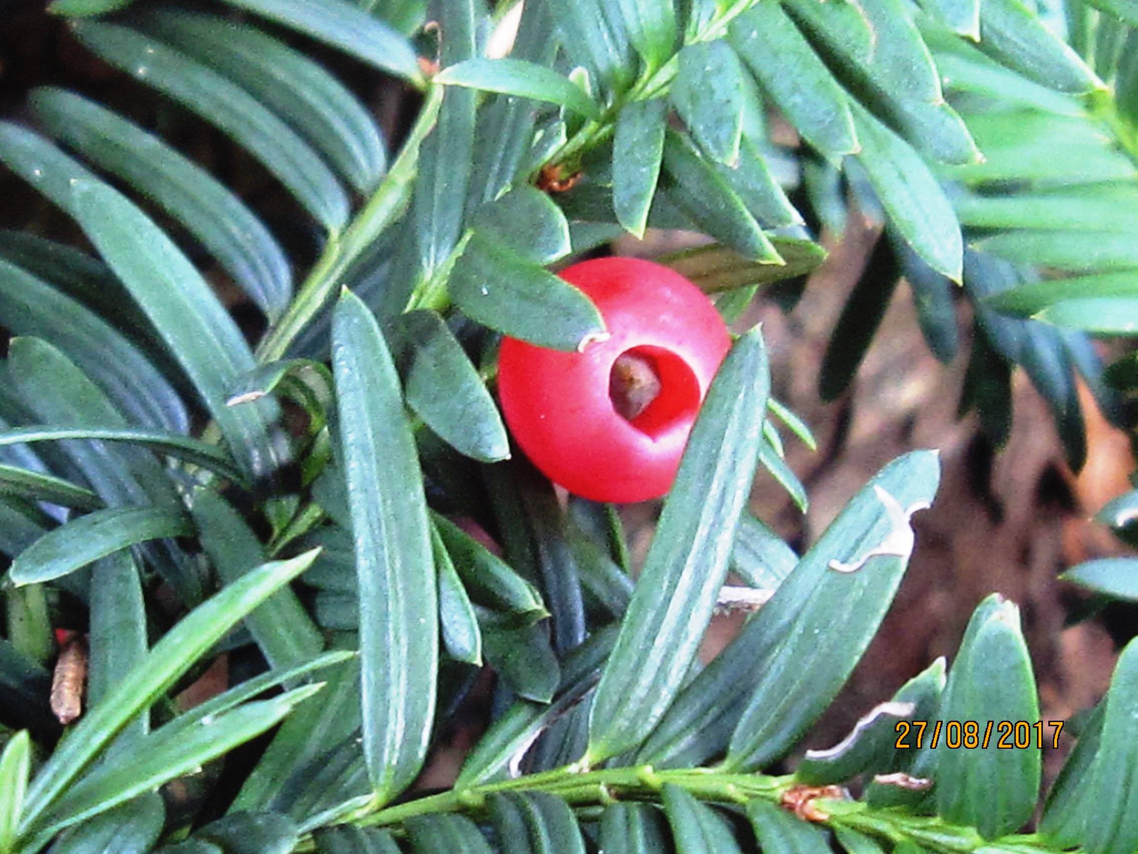Taxus × hunnewelliana