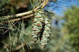 Pinus × hunnewellii