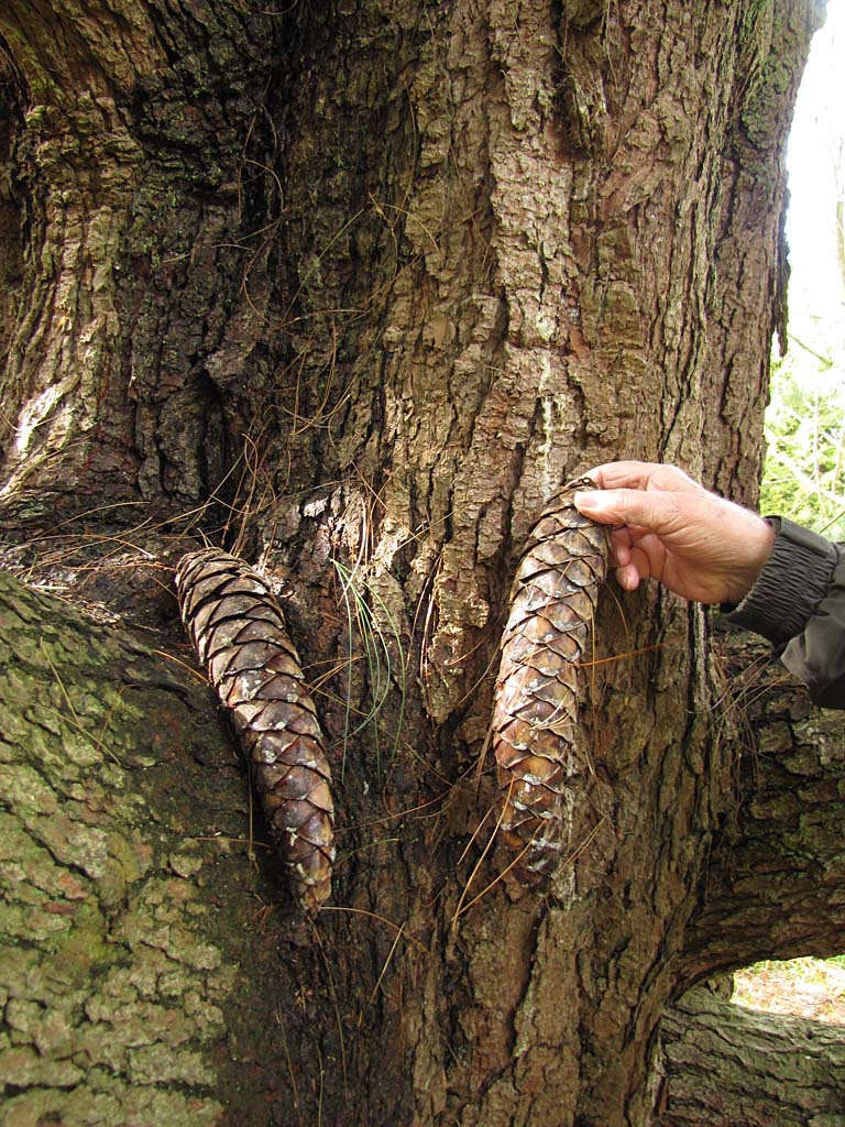 Pinus × holfordiana