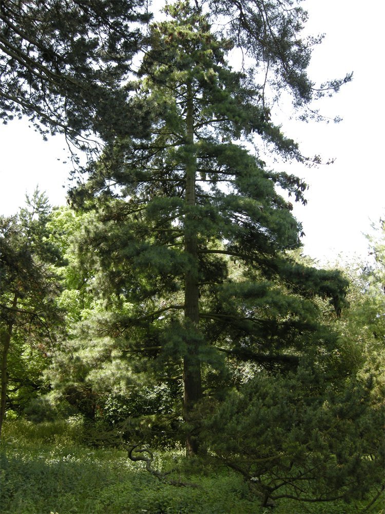 Pinus × holfordiana