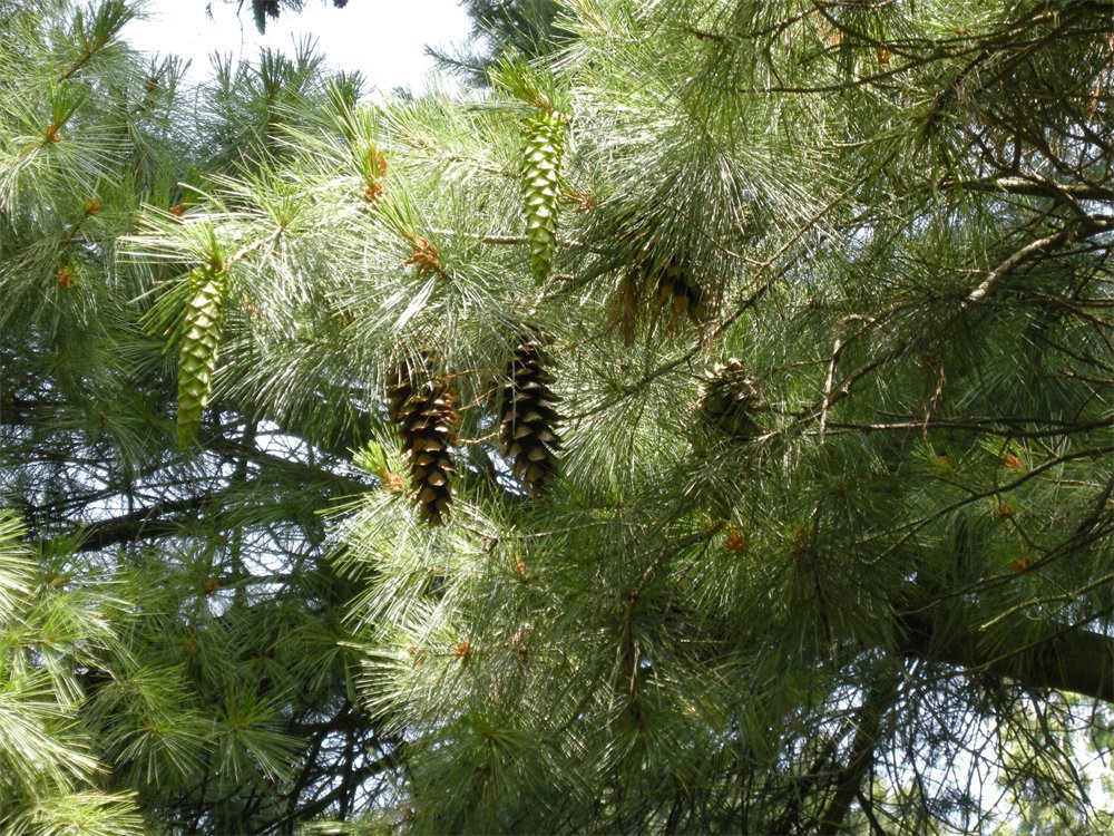 Pinus × holfordiana