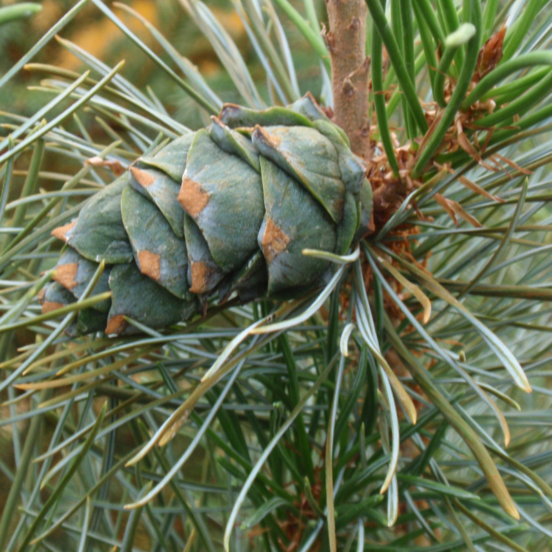 Pinus × hakkodensis