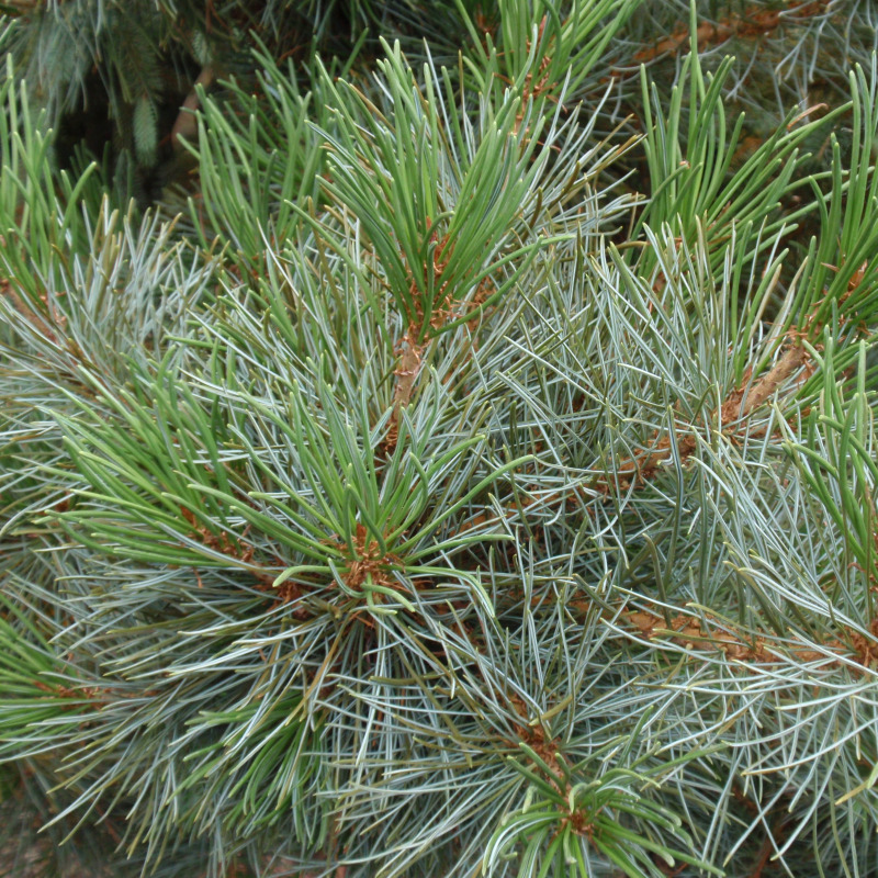 Pinus × hakkodensis